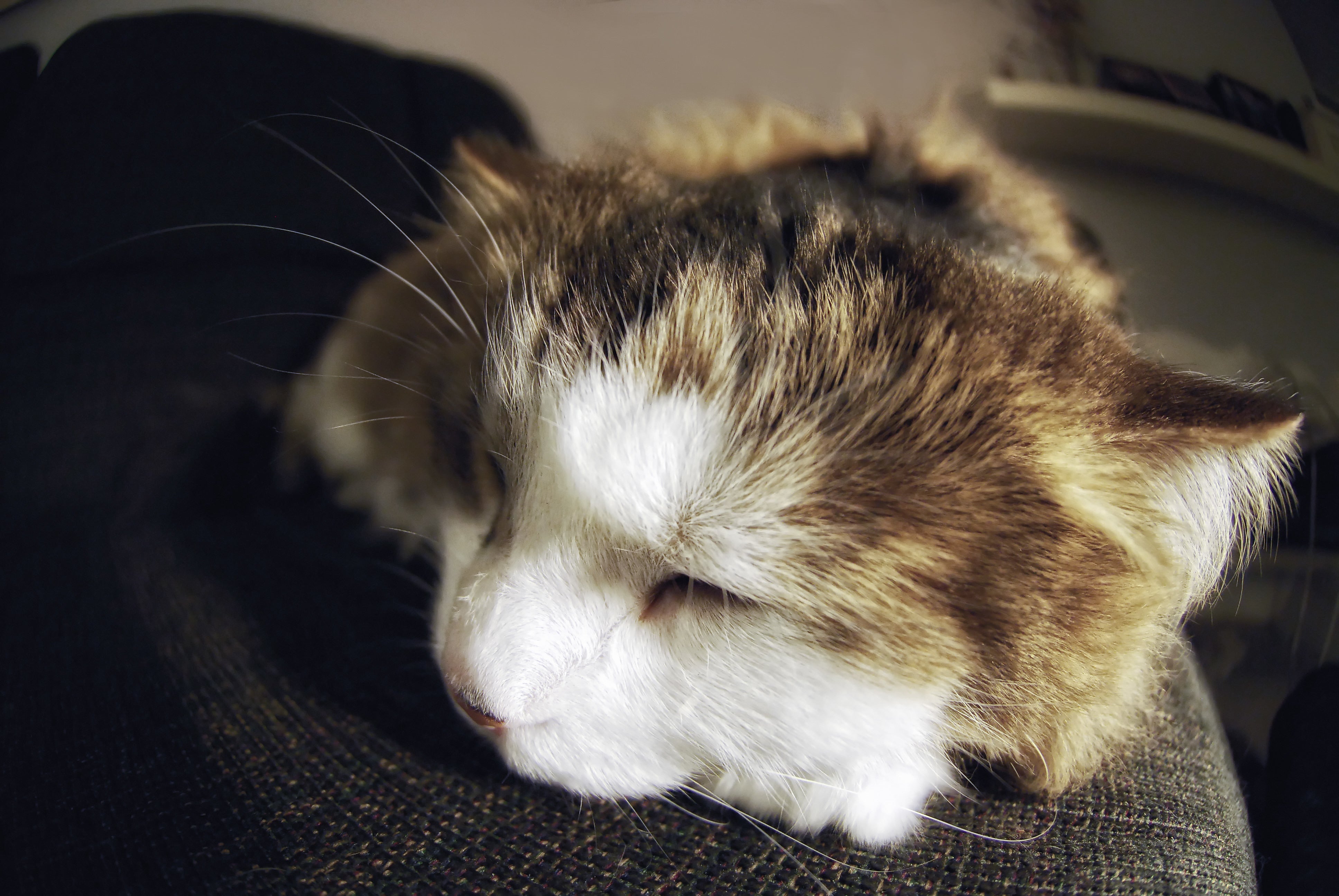 files/sleeping-cat-close-up.jpg